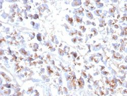 EPX Antibody (EPX/3908R) - Azide and BSA Free, Novus Biologicals 100 &mu;g | Buy Online | Novus Biologicals | Fisher Scientific